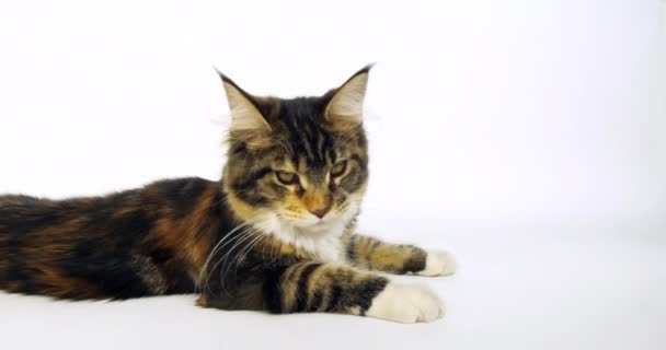 Brown Tortie Blotched Tabby Branco Maine Coon Doméstico Gato Fêmea — Vídeo de Stock