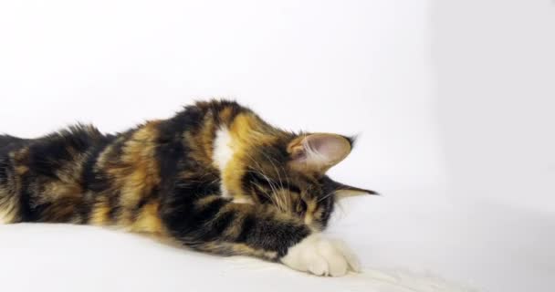 Brown Tortie Blotched Tabby White Maine Coon Domestic Cat Hembra — Vídeo de stock