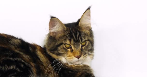 Brown Tortie Blotched Tabby White Maine Coon Domestic Cat Portret — Wideo stockowe