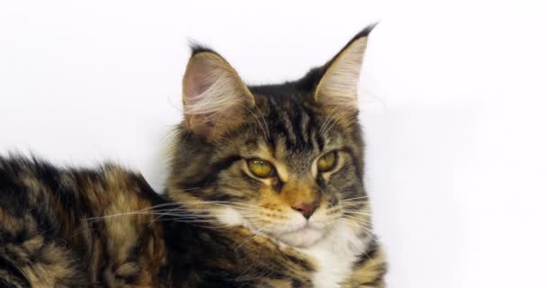Brown Tortie Blotched Tabby White Maine Coon Domestic Cat Portret — Wideo stockowe