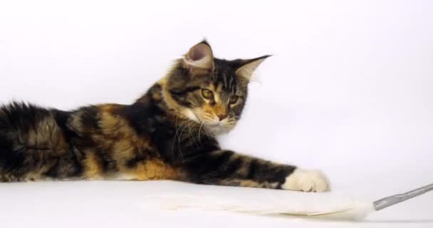 Brown Tortie Blotched Tabby White Maine Coon Domestic Cat Feminino — Vídeo de Stock