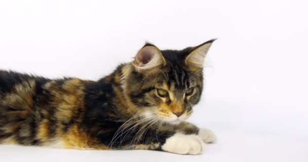 Brown Tortie Blotched Tabby White Maine Coon Εγχώρια Γάτα Γυναίκα — Αρχείο Βίντεο