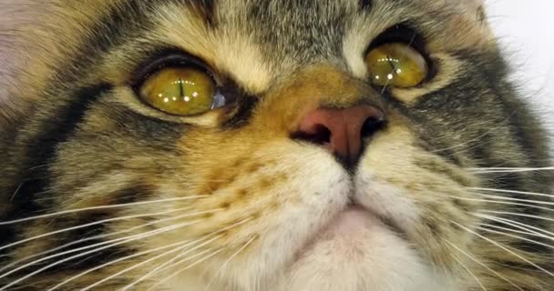 Bruin Tortie Gevlekt Tabby Wit Maine Coon Huiskat Close Van — Stockvideo