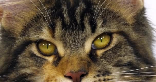 Braune Schildpatt Gestromte Und Weiße Maine Coon Hauskatze Nahaufnahme Des — Stockvideo