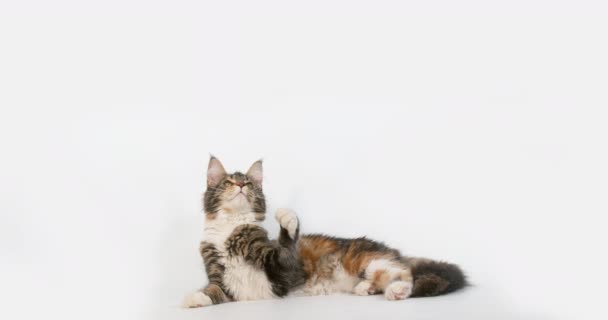 Brown Tortie Blotched Tabby White Maine Coon Domestic Cat Hembra — Vídeos de Stock