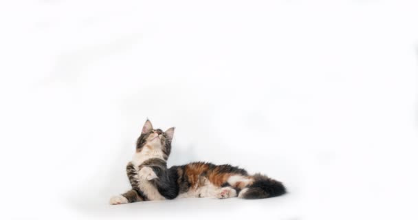 Brown Tortie Blotched Tabby White Maine Coon Domestic Cat Female — Stock Video