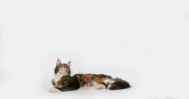 Brown Tortie Blotched Tabby White Maine Coon Domestic Cat Feminino — Vídeo de Stock