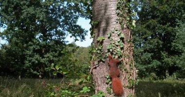 Kızıl Sincap, Sciurus vulgaris, Ağaca Tırmanan Yetişkin, Fransa 'da Normandiya, Yavaş Hareket 4k