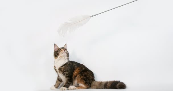Brown Tortie Blotched Tabby White Maine Coon Domestic Cat Γυναίκα — Αρχείο Βίντεο