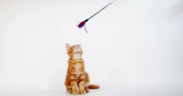 Creme Blotched Tabby Maine Coon Gato Doméstico Gatinho Jogando Contra — Vídeo de Stock