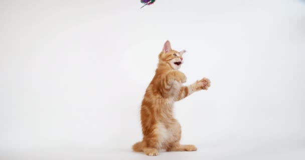 Тэбби Кун Домашняя Кошка Котенок Играющий Белом Фоне Норки Франции — стоковое видео