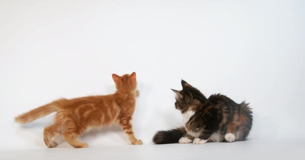 Cream Blotched Tabby Brown Tortie Blotched Tabby Maine Coon Domestic — Αρχείο Βίντεο