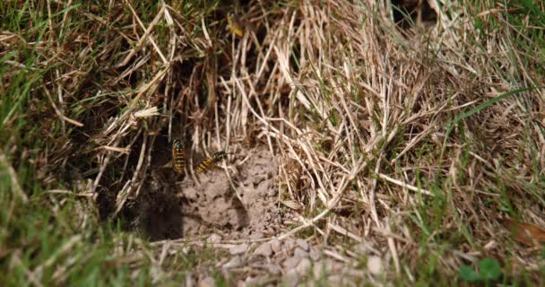 Eşekarıları Vespula Vulgaris Uçan Yetişkinler Yeryüzündeki Yuva Nın Üstünde Uçan — Stok video