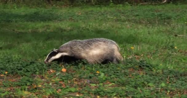 European Badger Meles Meles Adult Walking Grass Normandy France Αργή — Αρχείο Βίντεο