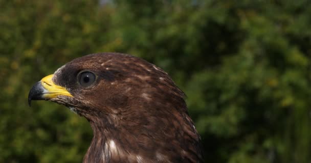 Honigbussard Pernis Apivorus Kopf Des Unreifen Normandie Frankreich Zeitlupe — Stockvideo