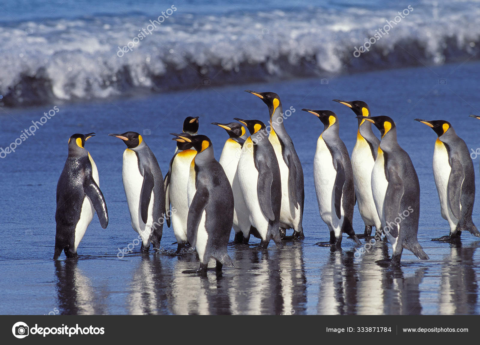 ロイヤル ペンギン写真素材 ロイヤリティフリーロイヤル ペンギン画像 Depositphotos ロイヤル ペンギン写真素材 ロイヤリティフリーロイヤル ペンギン画像 Depositphotos