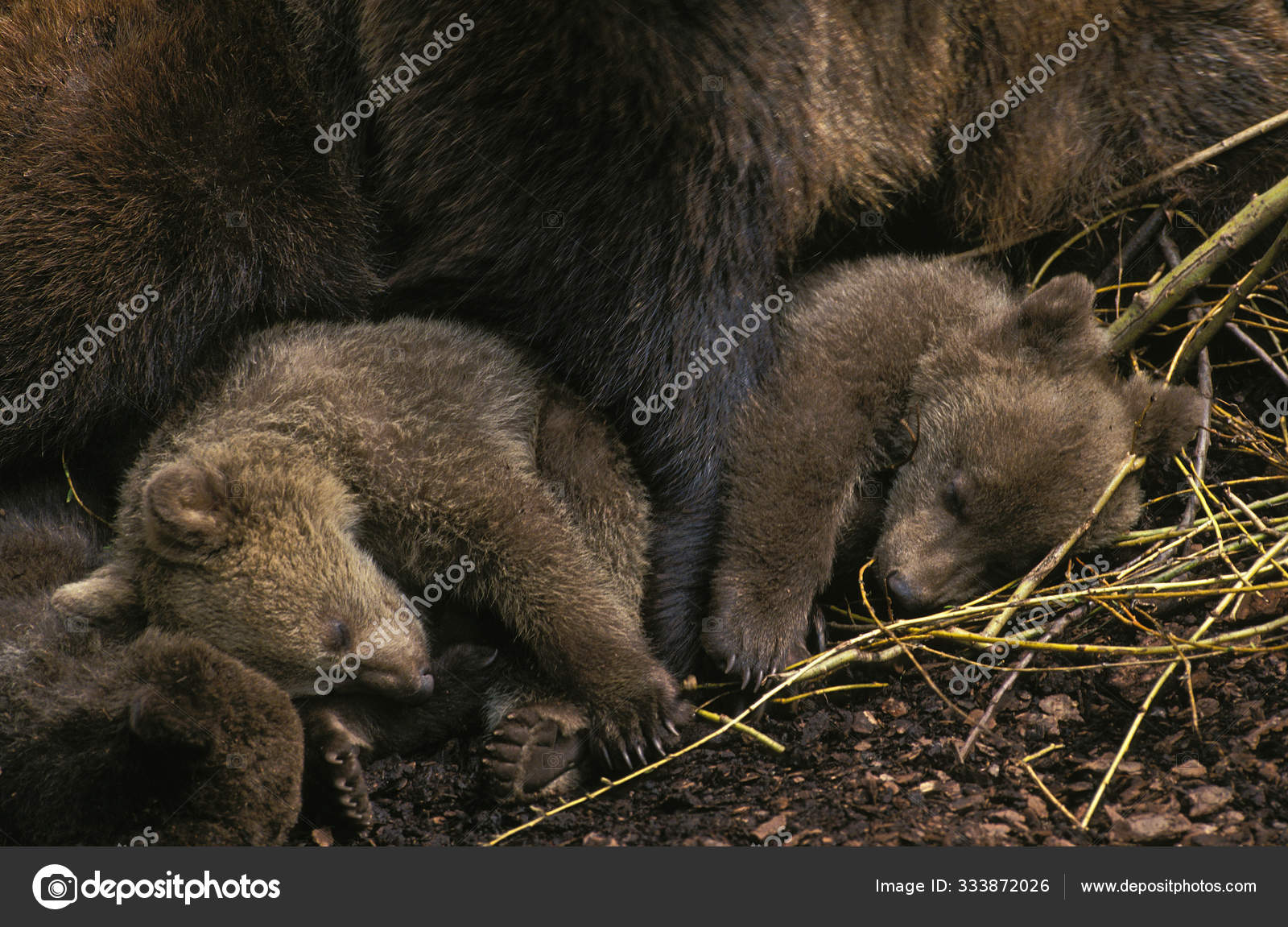 Ours Brun Ursus Arctos Stock Photo By C Slowmotiongli