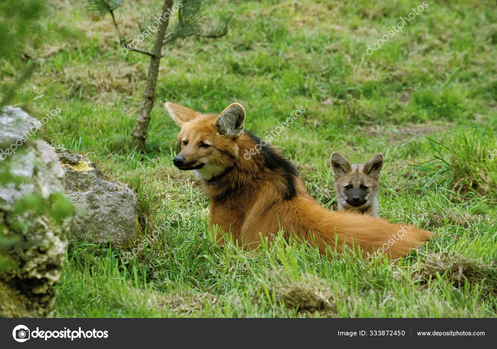 LOUP A CRINIERE chrysocyon brachyurus Stock Photo by ©slowmotiongli