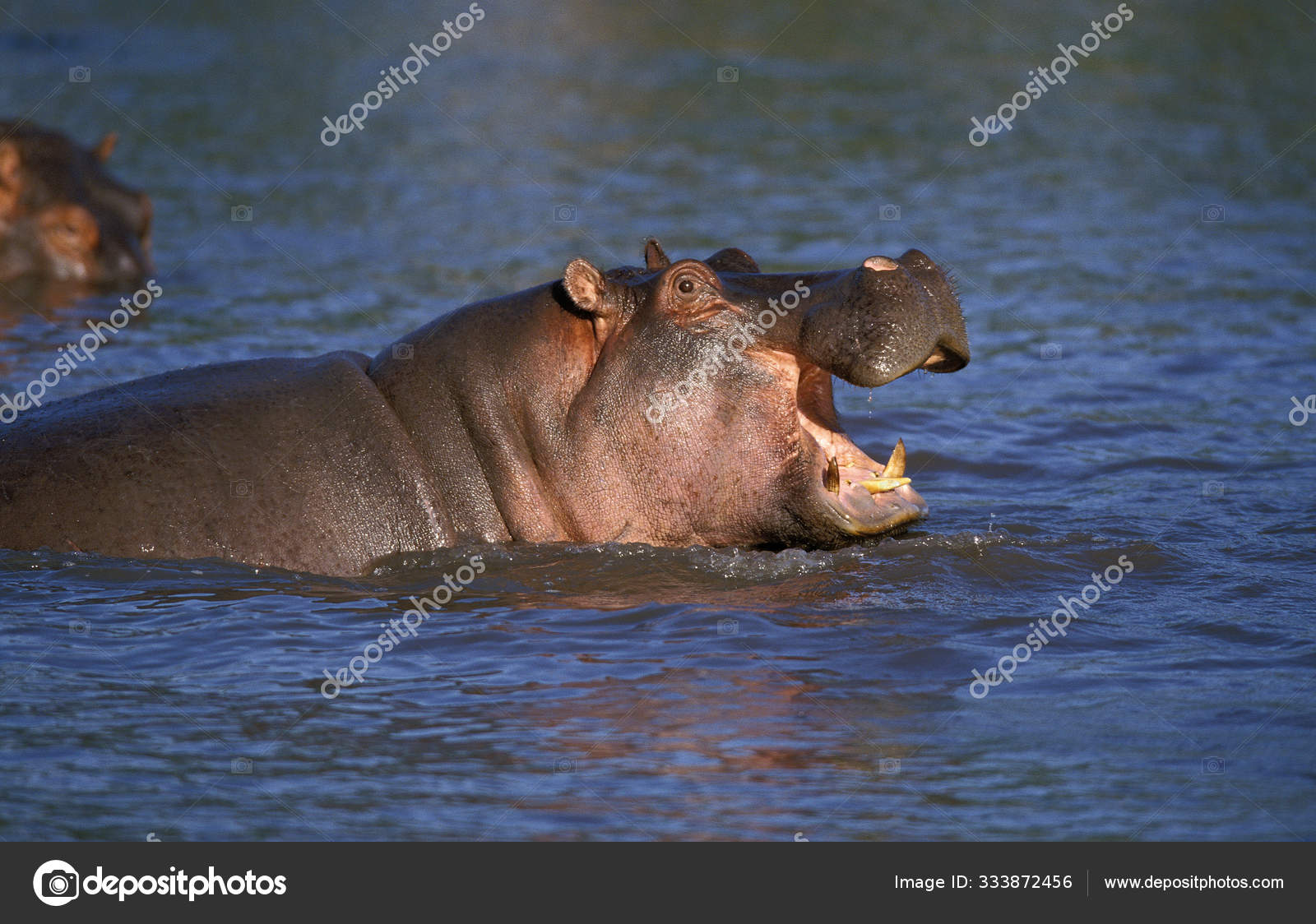 Hippopotame Hippopotamus Amphibius Stock Photo Image By C Slowmotiongli Hippopotame Hippopotamus Amphibius Stock Photo Image By C Slowmotiongli