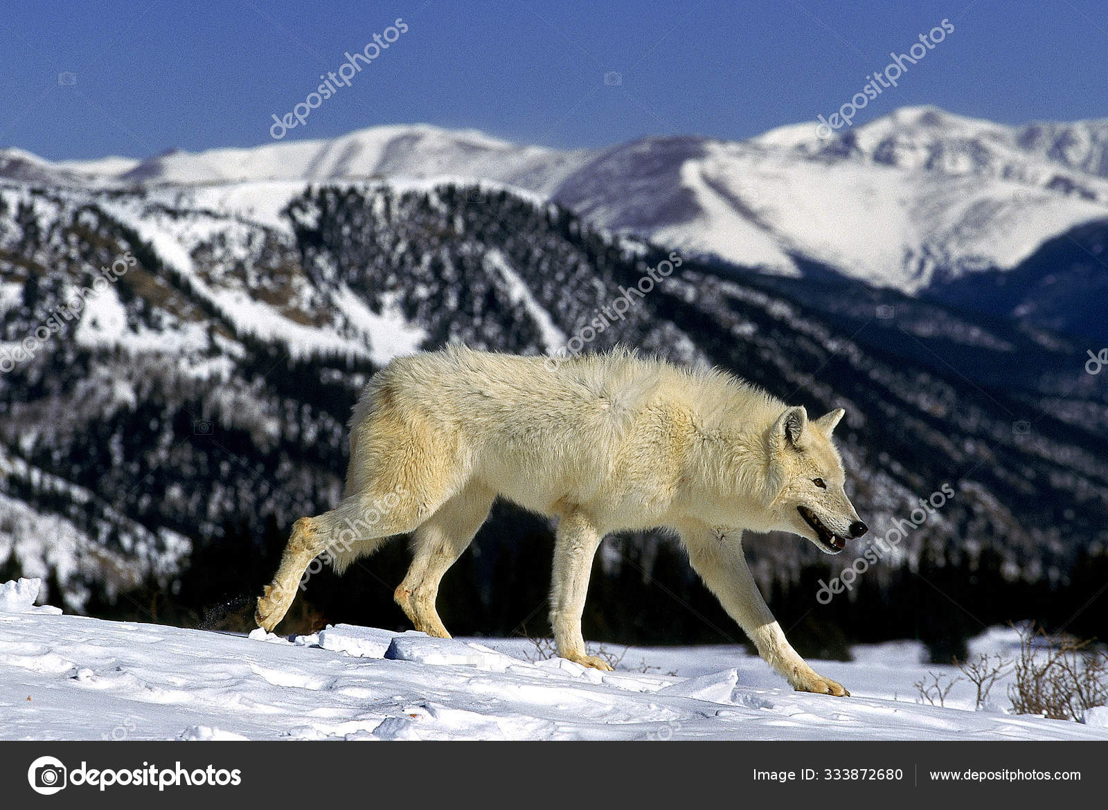 Loup De Montagne Images Libres De Droit Photos De Loup De Montagne Depositphotos