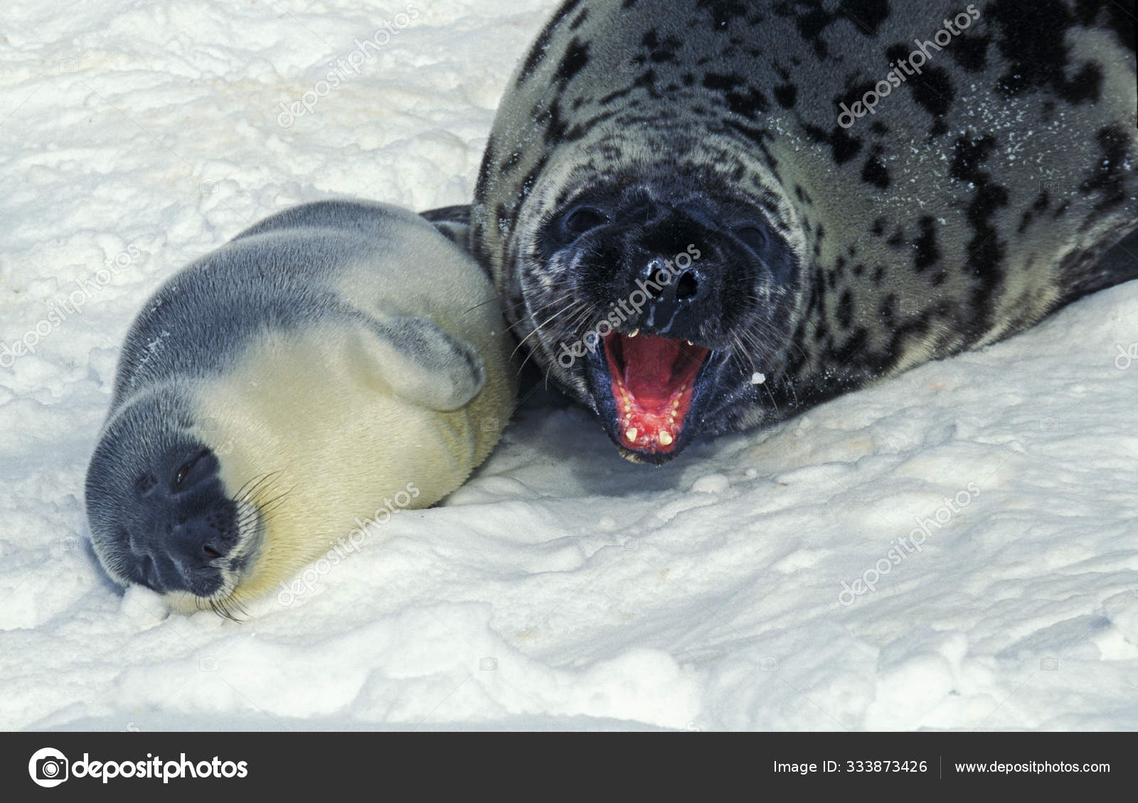 Phoque A Capuchon Cystophora Cristata Stock Photo Image By C Slowmotiongli Phoque A Capuchon Cystophora Cristata Stock Photo Image By C Slowmotiongli