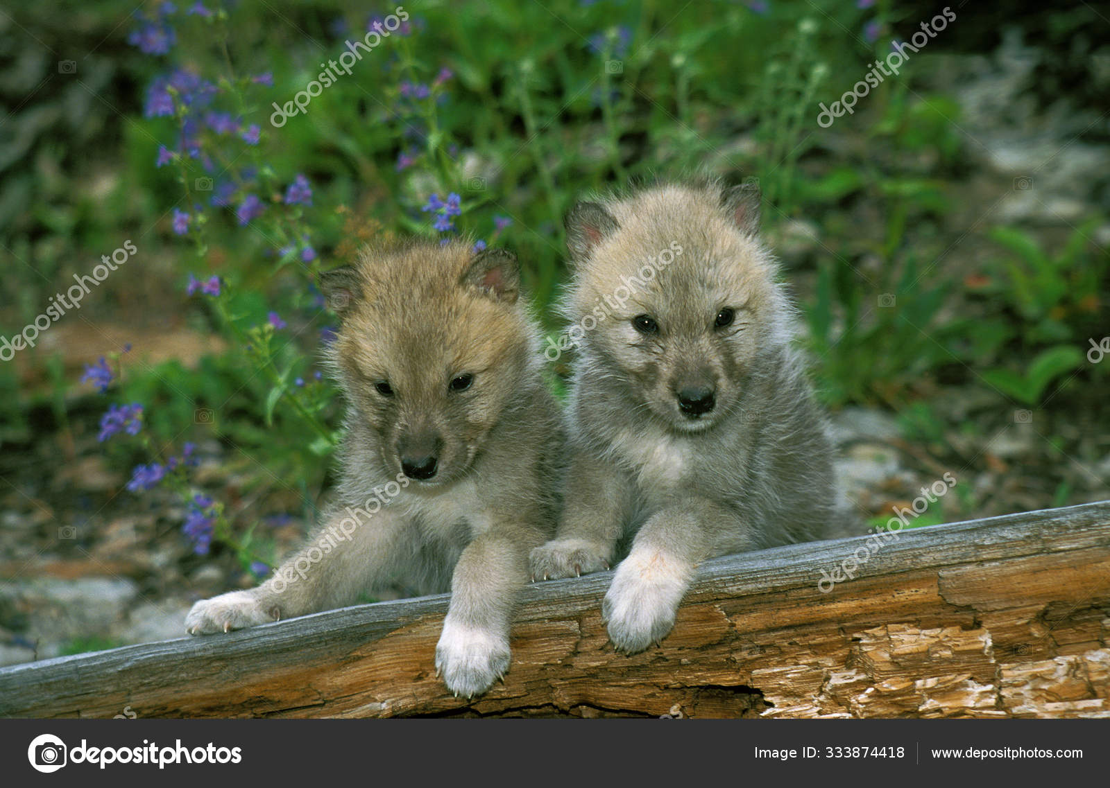 Bebe Loup Images Libres De Droit Photos De Bebe Loup Depositphotos Bebe Loup Images Libres De Droit Photos De Bebe Loup Depositphotos