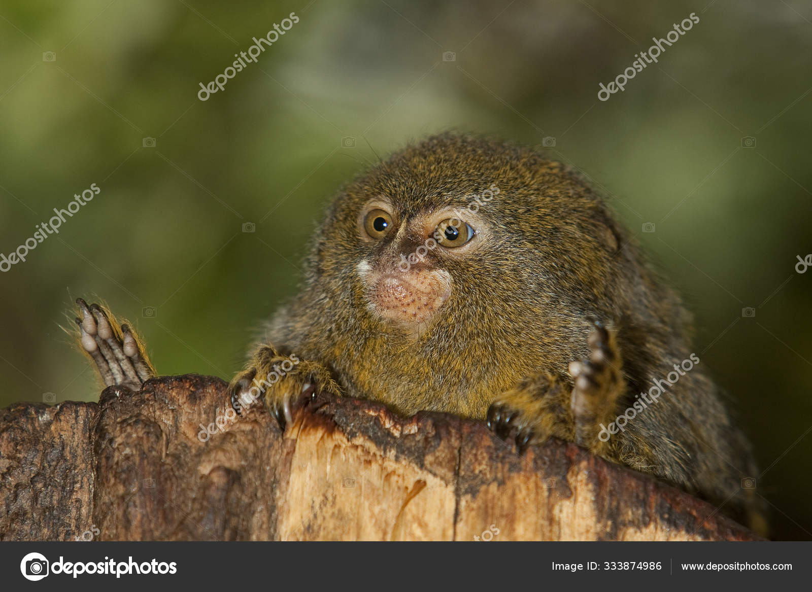 Ouistiti Pygmee Callithrix Pygmaea Stock Photo Image By C Slowmotiongli Ouistiti Pygmee Callithrix Pygmaea Stock Photo Image By C Slowmotiongli