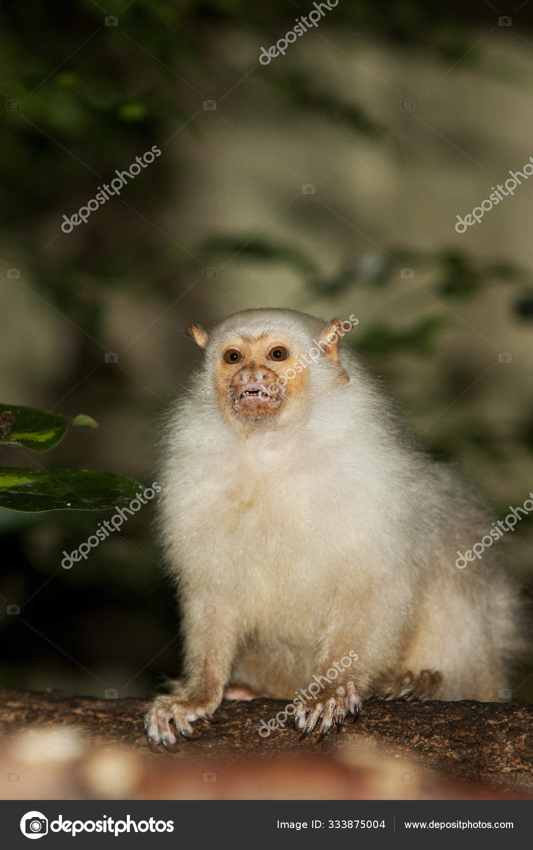 Ouistiti Argente Mico Argentatus Stock Photo Image By C Slowmotiongli Ouistiti Argente Mico Argentatus Stock Photo Image By C Slowmotiongli