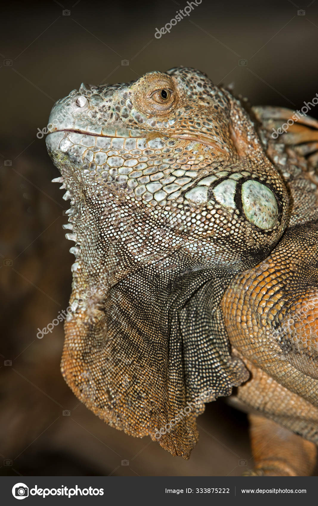 Iguane Vert Iguana Iguana Stock Photo Image By C Slowmotiongli