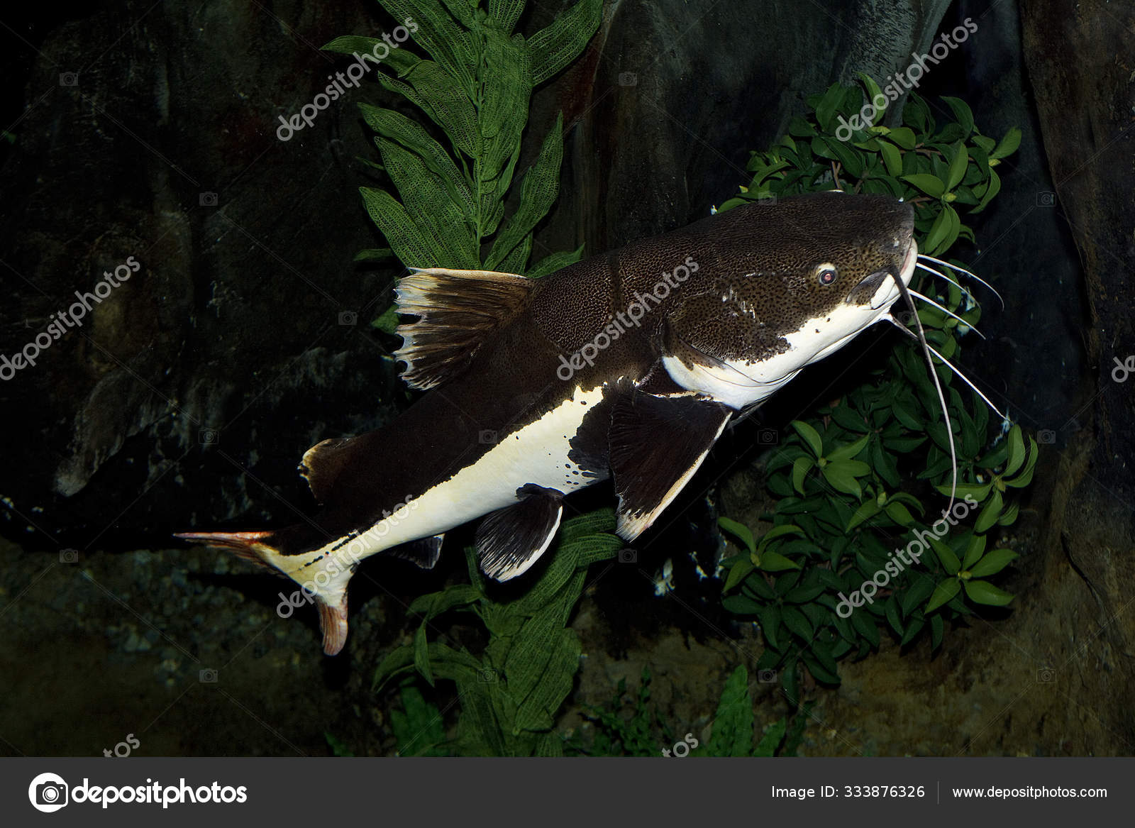 Poisson Chat A Queue Rouge Phractocephalus Hemioliopterus Stock Photo By C Slowmotiongli