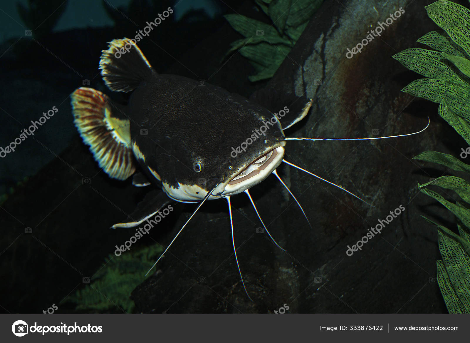 Poisson Chat A Queue Rouge Phractocephalus Hemioliopterus Stock Photo Image By C Slowmotiongli Poisson Chat A Queue Rouge Phractocephalus Hemioliopterus Stock Photo Image By C Slowmotiongli