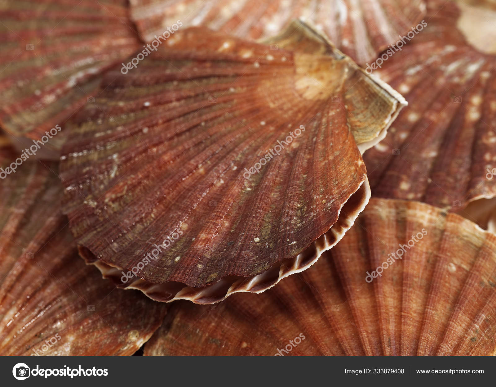 Coquille Saint Jacques Stock Photo Image By C Slowmotiongli Coquille Saint Jacques Stock Photo Image By C Slowmotiongli