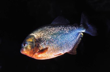 Piranha Rouge pygocentrus nattereri