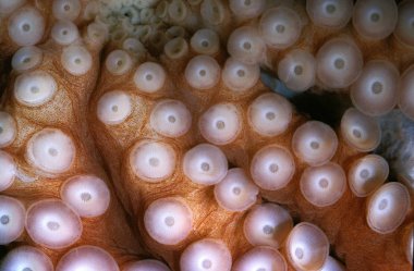 POULPE octopus lyanea clipart