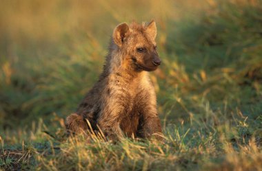 Hyene Taketee crocuta crocuta