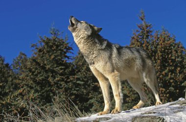 Loup Du Canada köpek lupus oksidentalis