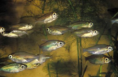Tetra Du Kongo fenogramus kesintisi