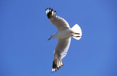 Goeland Austral larus pasificus