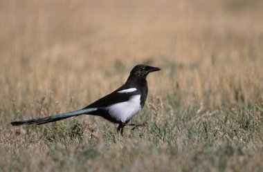 Pie Bavarde pica pica