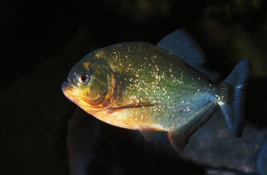 Piranha Rouge pygocentrus nattereri