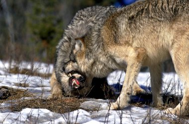 Loup Du Canada köpek lupus oksidentalis
