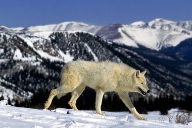 Loup Blanc De La Toundra köpek lupus tundrarum