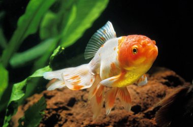Zehirli Rouge Oranda Carassius Auratus