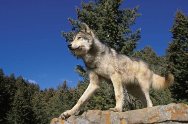 Loup Du Canada köpek lupus oksidentalis