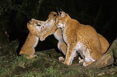 Luchs Boreal felis vaşak