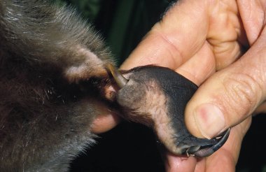 Ornithorynque ornithorhynchus anatinus