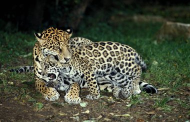 Jaguar Panthera onca