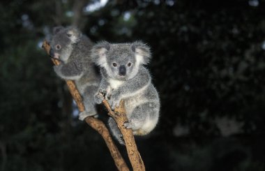 Koala phascolarctos cinereus