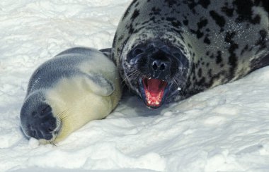 Fotoğraf A Capuchon cystophora cristata