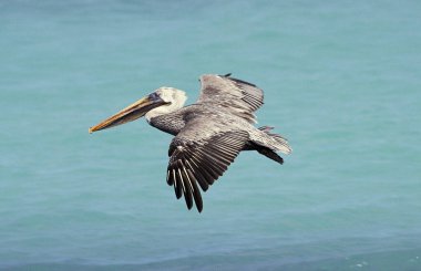 Pelikan Brun pelecanus occidentalis